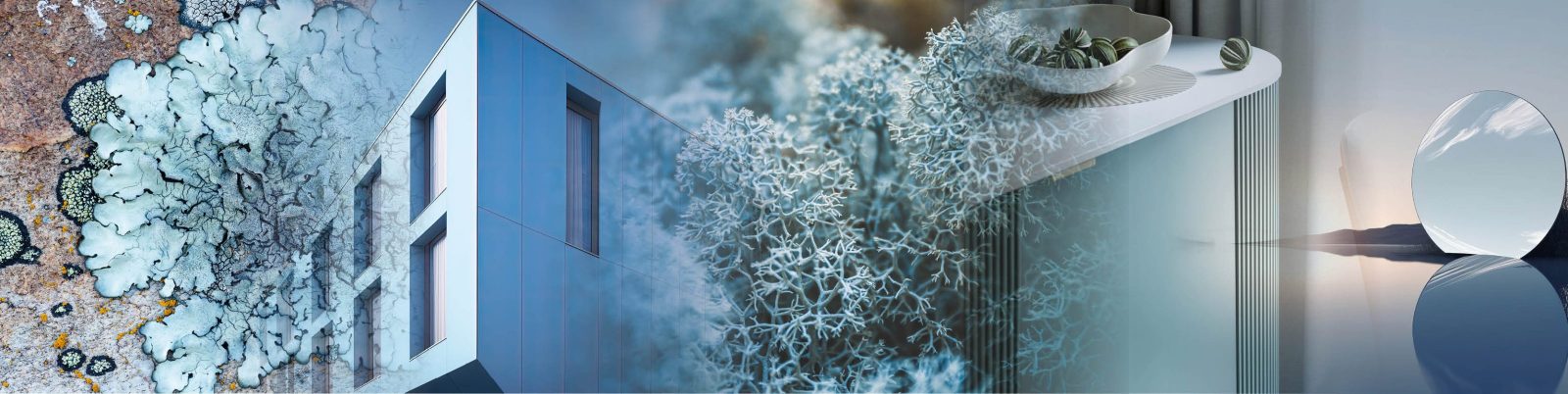 Nordic Lichen