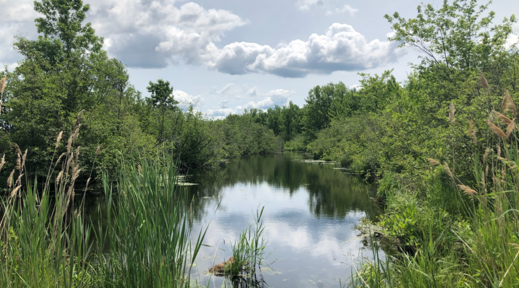 Charlottenburgh Marsh